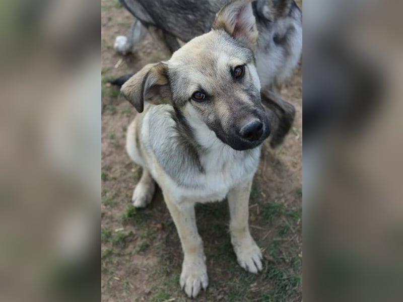 Besonderer Schatz Lenard sucht Dich