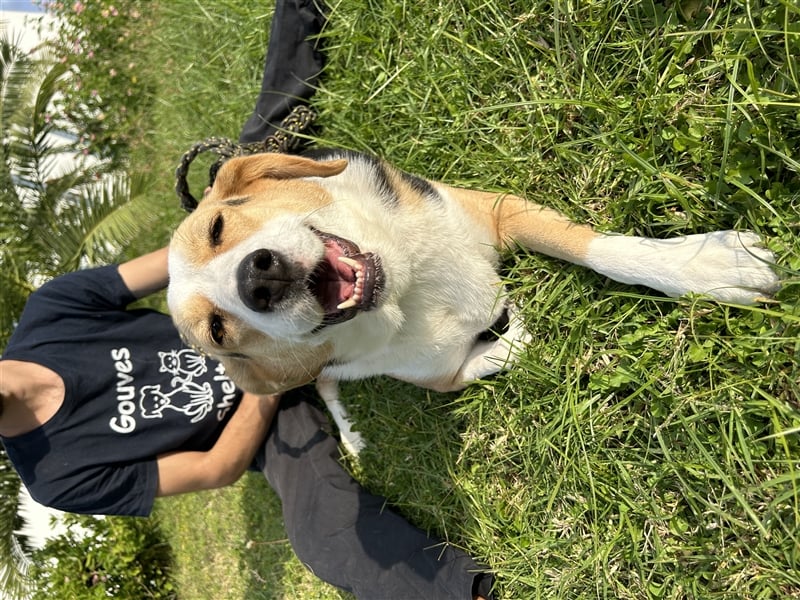 Liebevolle Nala sucht Für-Immer-Zuhause