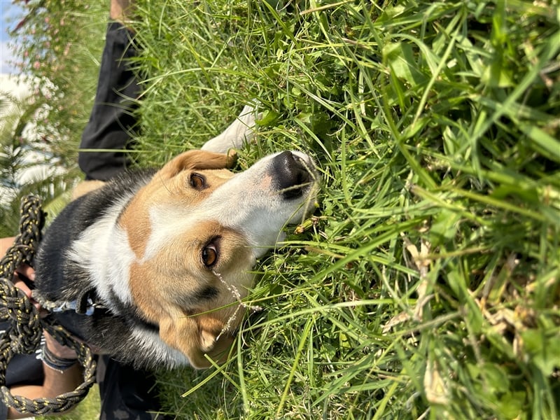 Liebevolle Nala sucht Für-Immer-Zuhause