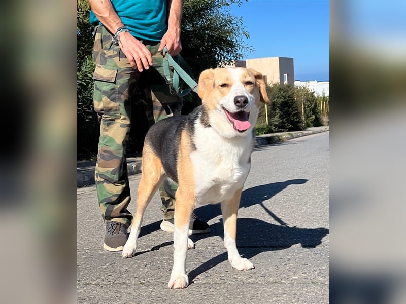 Liebevolle Nala sucht Für-Immer-Zuhause