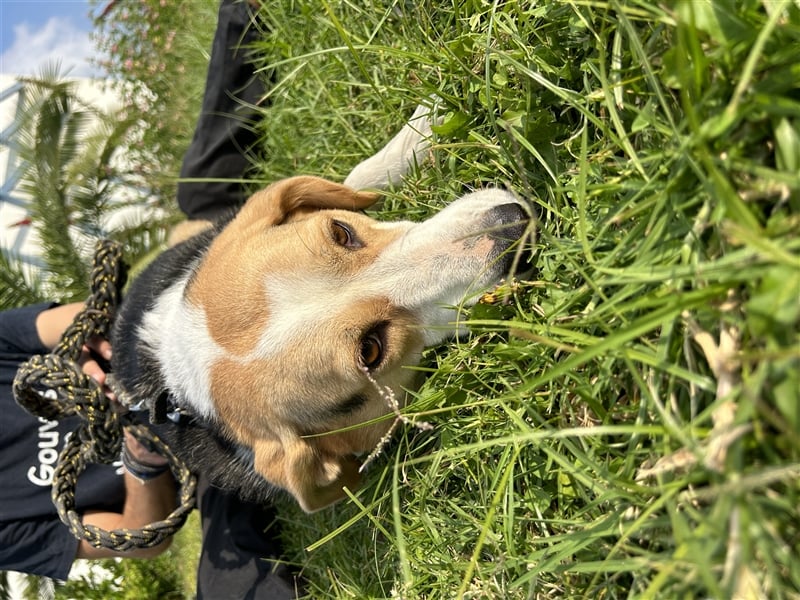 Liebevolle Nala sucht Für-Immer-Zuhause