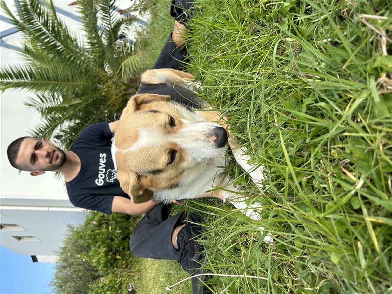 Liebevolle Nala sucht Für-Immer-Zuhause