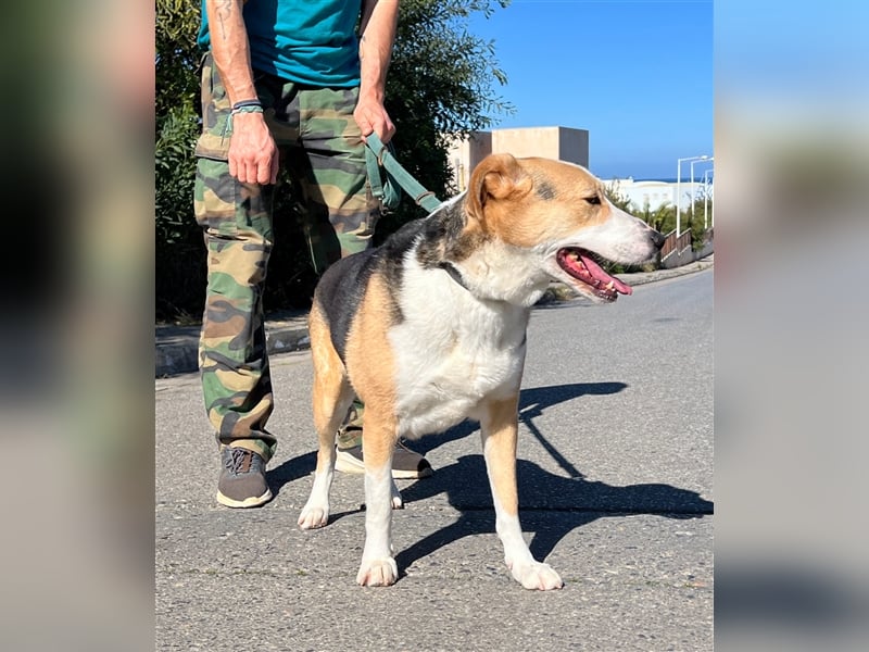 Liebevolle Nala sucht Für-Immer-Zuhause