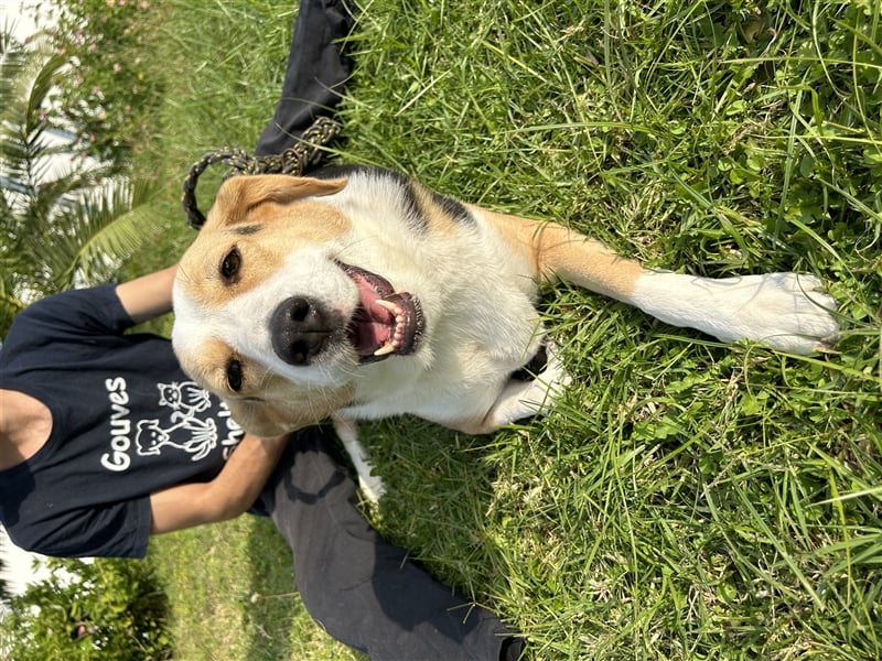 Liebevolle Nala sucht Für-Immer-Zuhause