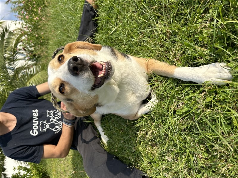 Liebevolle Nala sucht Für-Immer-Zuhause