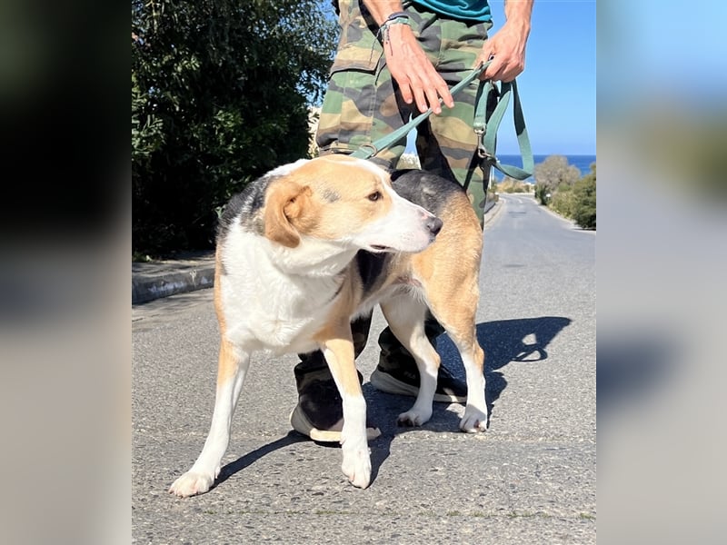 Liebevolle Nala sucht Für-Immer-Zuhause