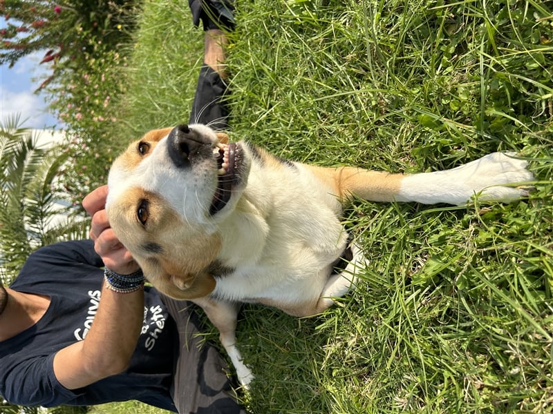 Liebevolle Nala sucht Für-Immer-Zuhause