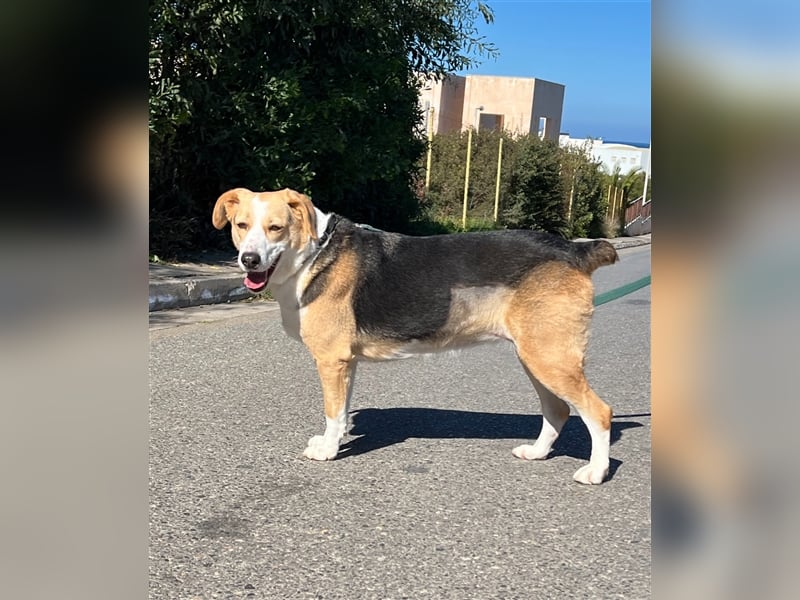 Liebevolle Nala sucht Für-Immer-Zuhause