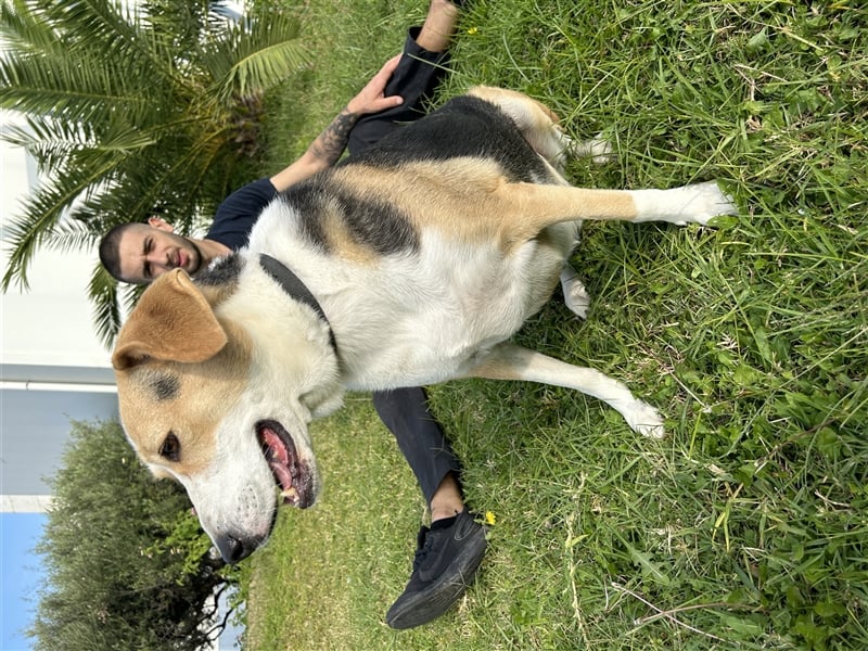 Liebevolle Nala sucht Für-Immer-Zuhause