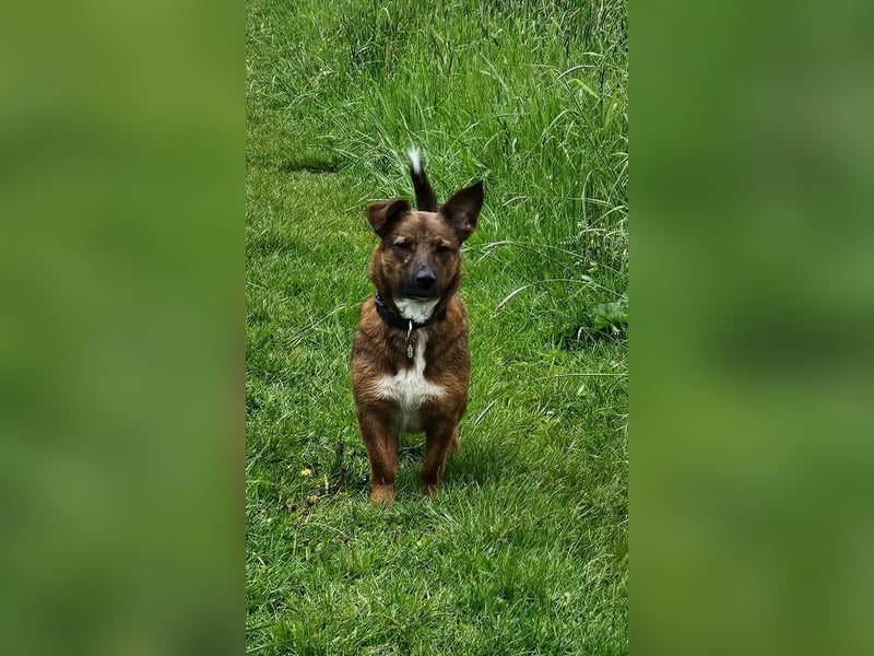 Meg - treue Begleiterin sucht ihre Familie