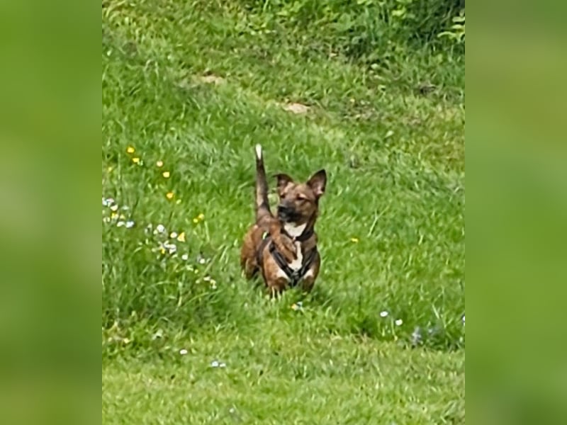 Meg - treue Begleiterin sucht ihre Familie