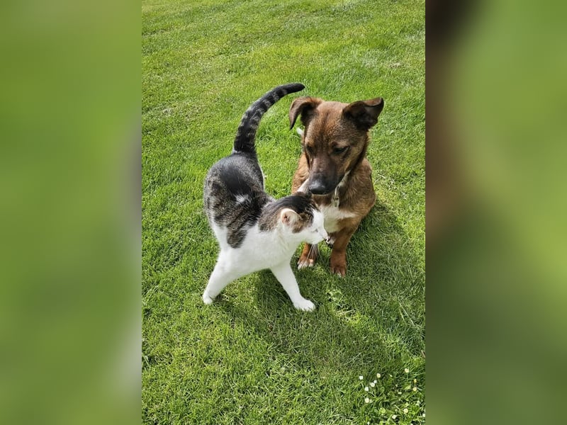 Meg - treue Begleiterin sucht ihre Familie