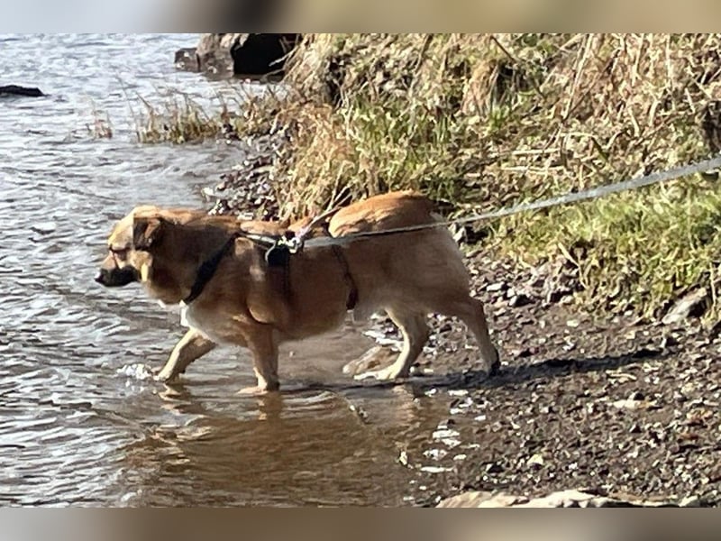 Charlie - verschmuster Schatz sucht Zuhause