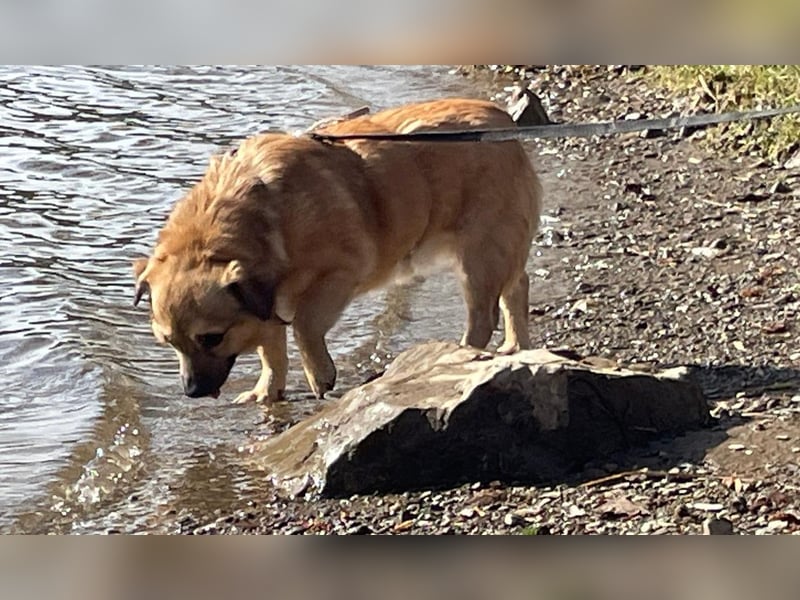 Charlie - verschmuster Schatz sucht Zuhause