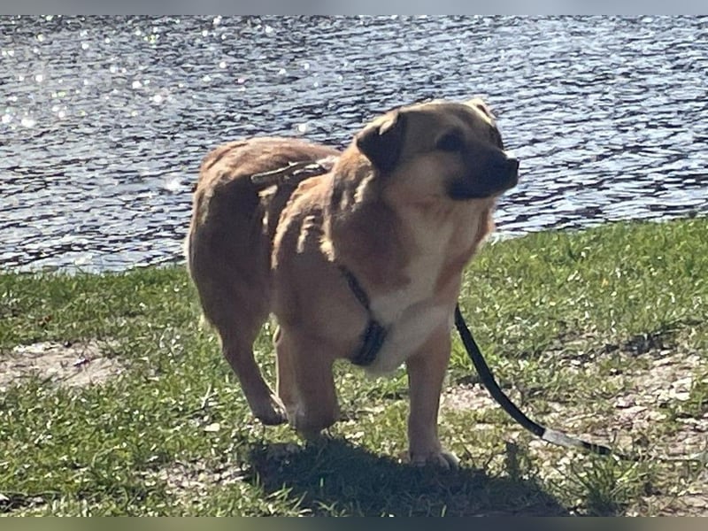 Charlie - verschmuster Schatz sucht Zuhause