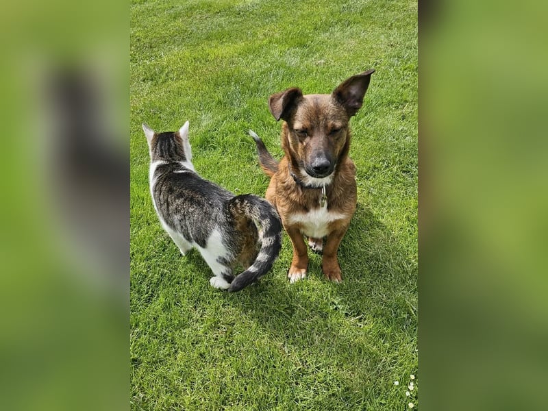 Meg - treue Begleiterin sucht ihre Familie