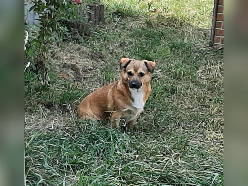 Charlie - verschmuster Schatz sucht Zuhause