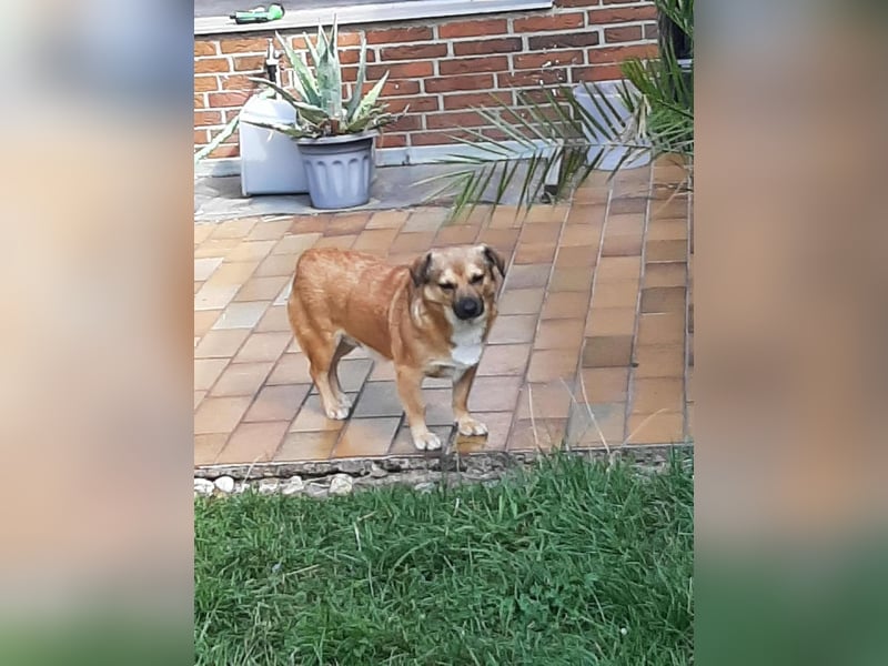 Charlie - verschmuster Schatz sucht Zuhause