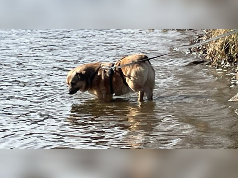 Charlie - verschmuster Schatz sucht Zuhause