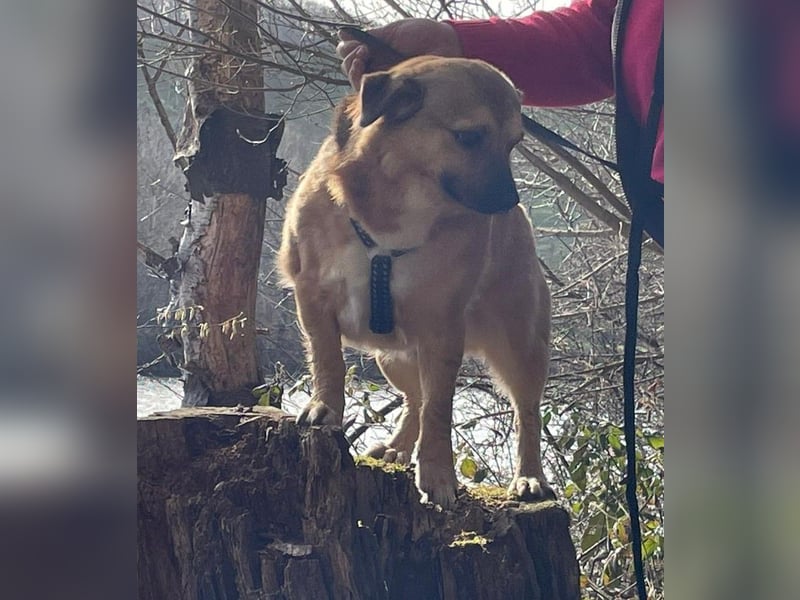 Charlie - verschmuster Schatz sucht Zuhause