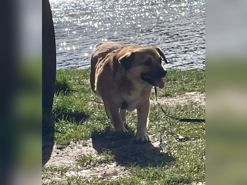 Charlie - verschmuster Schatz sucht Zuhause