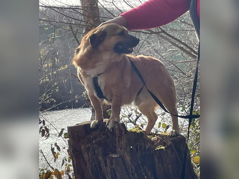 Charlie - verschmuster Schatz sucht Zuhause