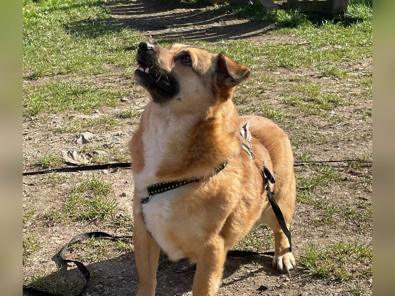 Charlie - verschmuster Schatz sucht Zuhause