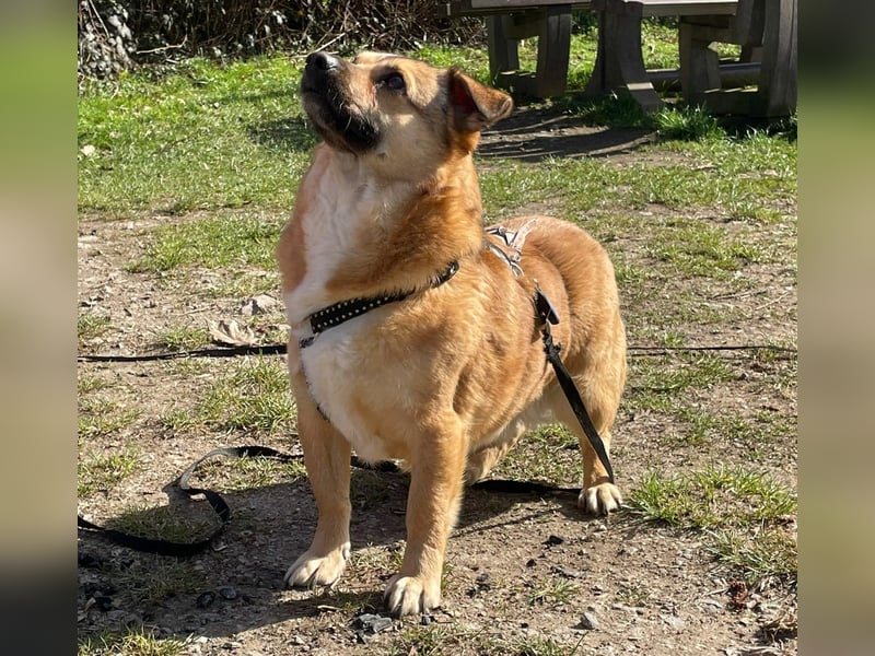 Charlie - verschmuster Schatz sucht Zuhause
