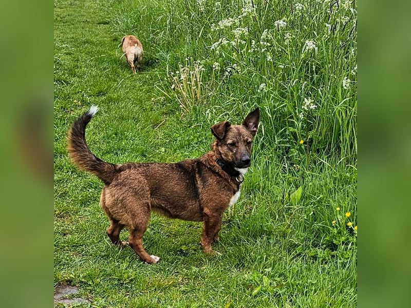 Meg - treue Begleiterin sucht ihre Familie