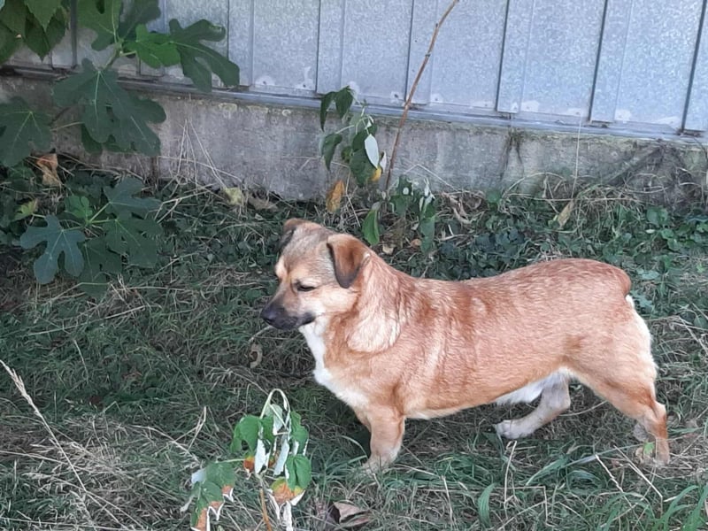 Charlie - verschmuster Schatz sucht Zuhause
