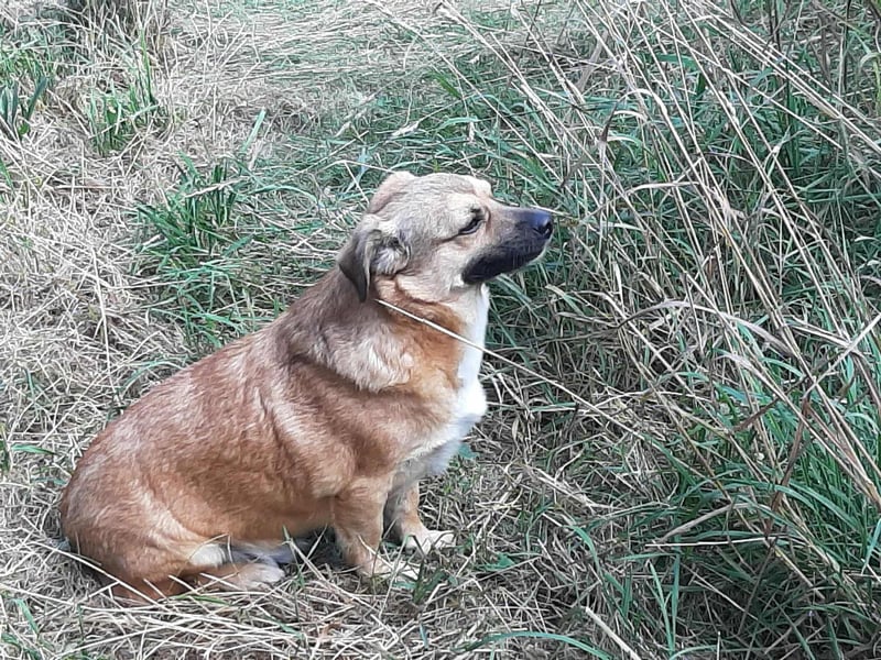 Charlie - verschmuster Schatz sucht Zuhause