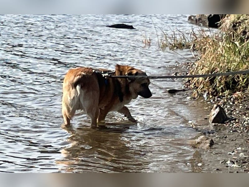 Charlie - verschmuster Schatz sucht Zuhause