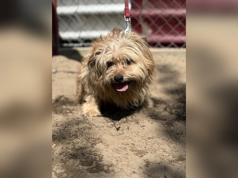 Scooby wartet auf sein großes Glück