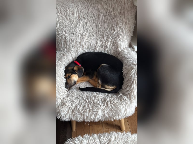 Pflegehündin Hazel wartet in 65462 Ginsheim-Gustavsburg