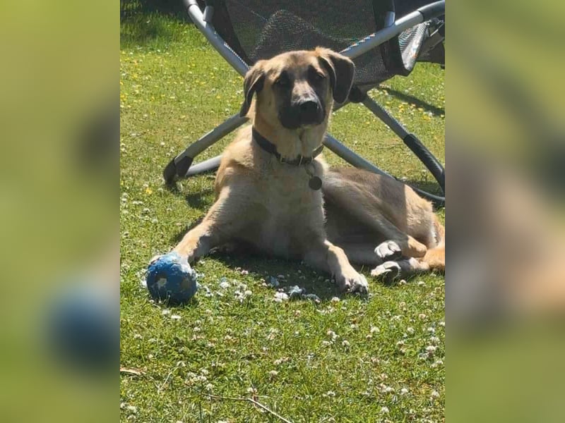 MOOSE, sanfte Seele, 1,5 Jahre, 67 cm, Mischling, Tierschutz, Pflegestelle 57635