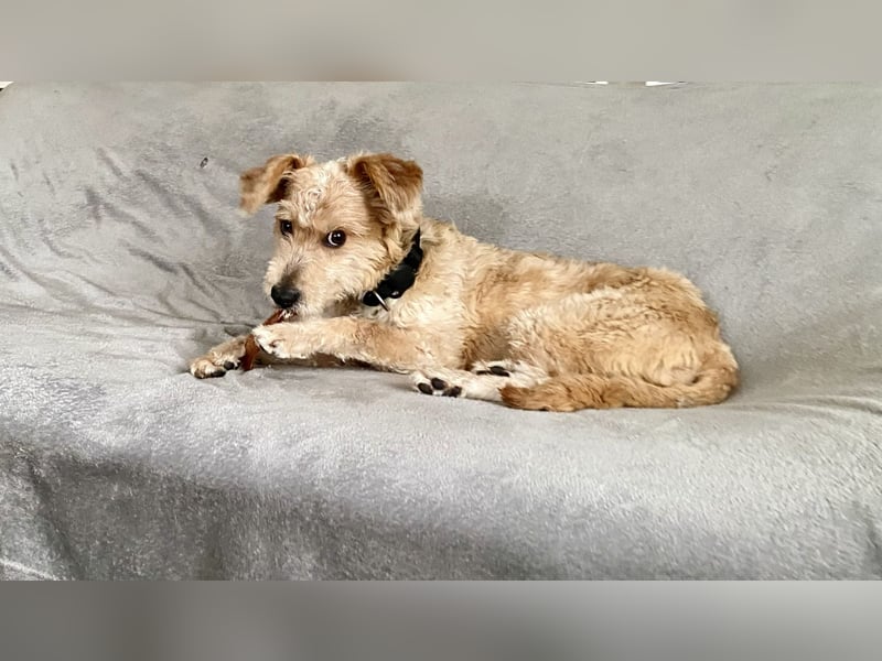 TOFU, anspruchsvoller Charmeur, 11 Monate, 40 cm, Mischling, Tierschutz, Pflegestelle 53125