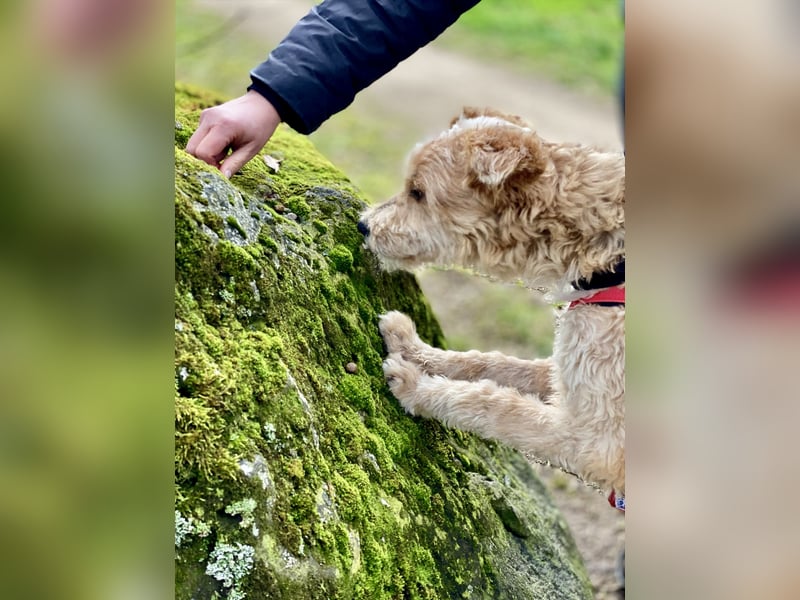 TOFU, anspruchsvoller Charmeur, 11 Monate, 40 cm, Mischling, Tierschutz, Pflegestelle 53125
