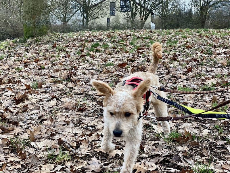 TOFU, anspruchsvoller Charmeur, 11 Monate, 40 cm, Mischling, Tierschutz, Pflegestelle 53125