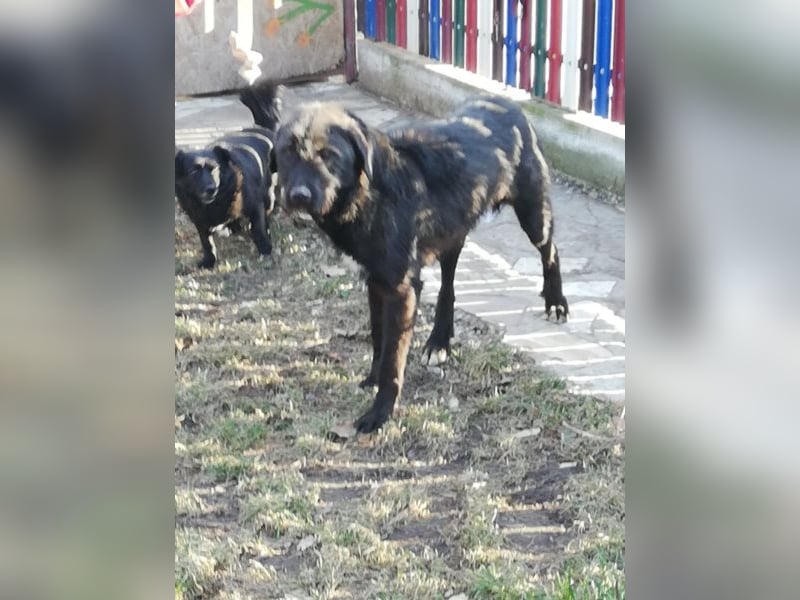 Lisa – so ein großer Schatz, 2 Jahre jung
