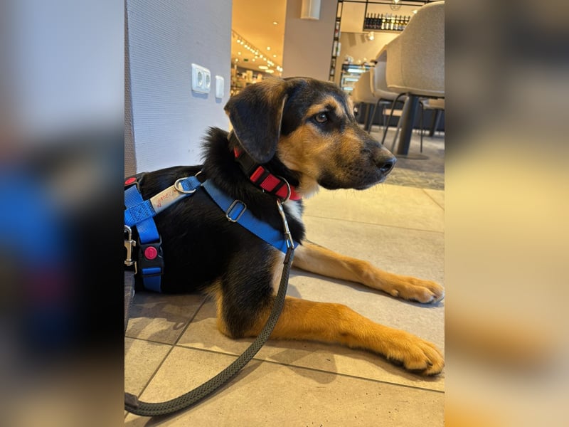 Pflegehündin Hazel wartet in 65462 Ginsheim-Gustavsburg