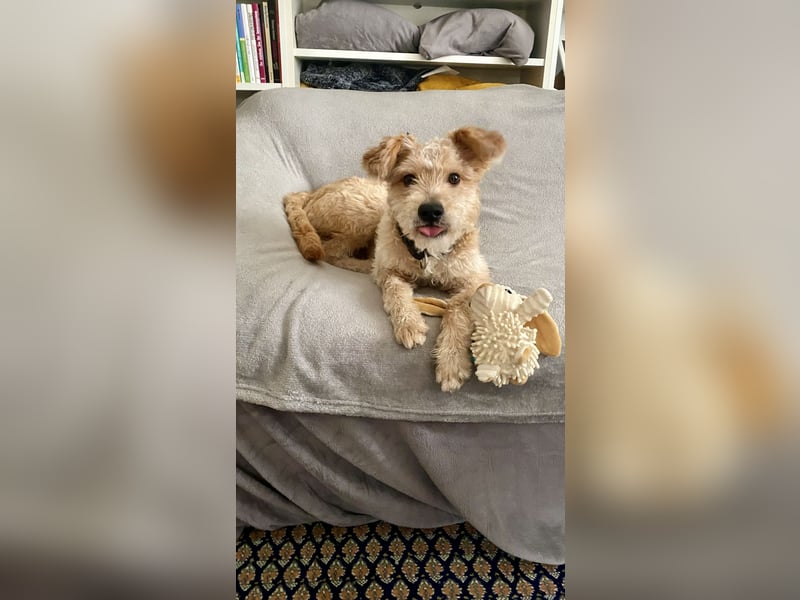 TOFU, anspruchsvoller Charmeur, 11 Monate, 40 cm, Mischling, Tierschutz, Pflegestelle 53125