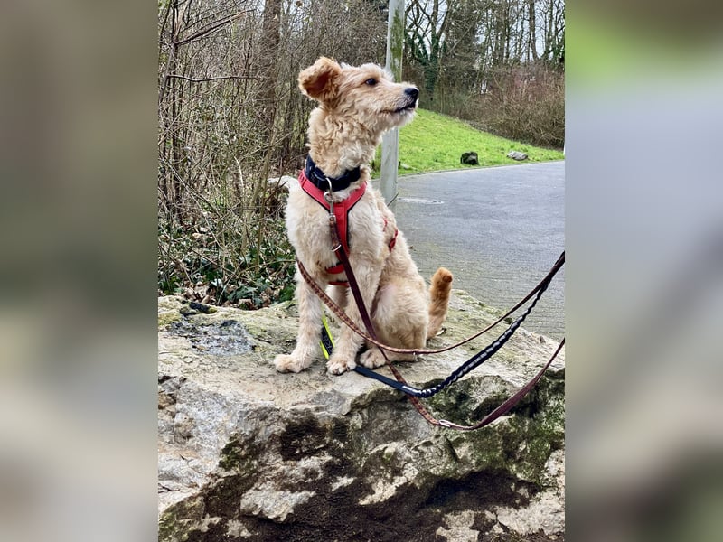 TOFU, anspruchsvoller Charmeur, 11 Monate, 40 cm, Mischling, Tierschutz, Pflegestelle 53125