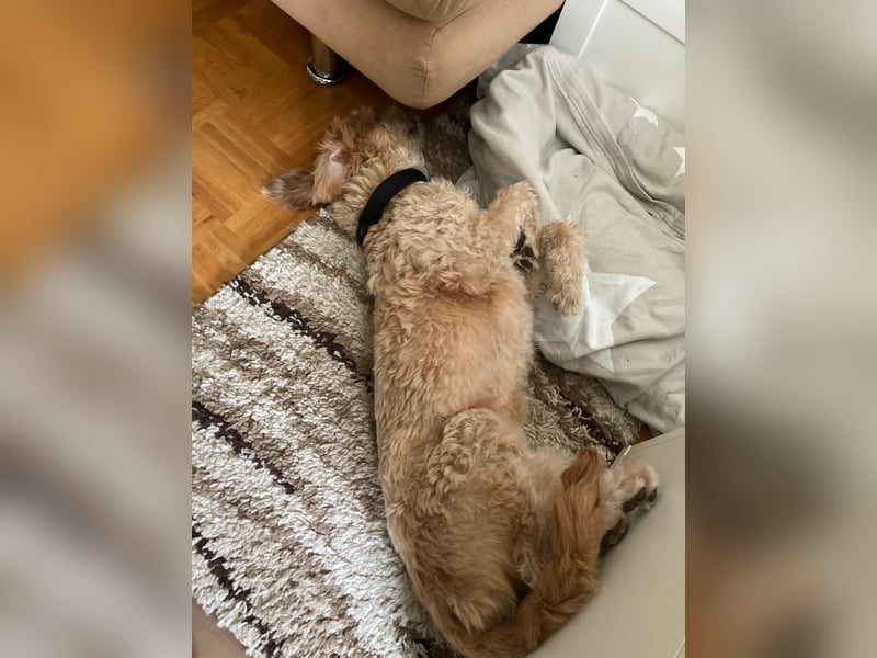 TOFU, anspruchsvoller Charmeur, 11 Monate, 40 cm, Mischling, Tierschutz, Pflegestelle 53125