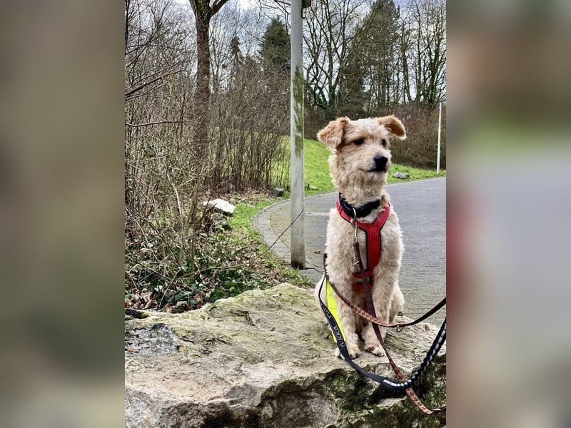 TOFU, anspruchsvoller Charmeur, 11 Monate, 40 cm, Mischling, Tierschutz, Pflegestelle 53125