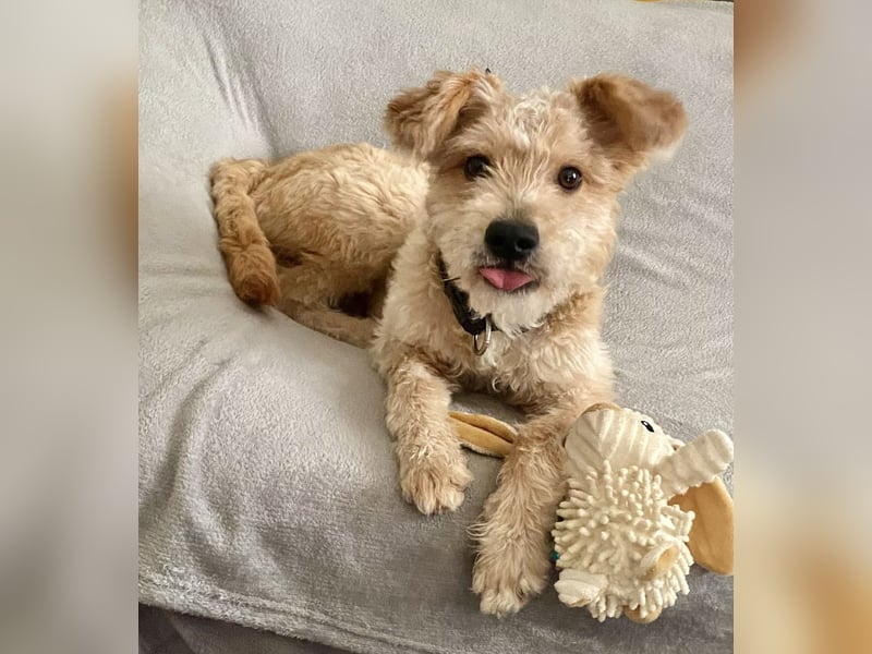 TOFU, anspruchsvoller Charmeur, 11 Monate, 40 cm, Mischling, Tierschutz, Pflegestelle 53125