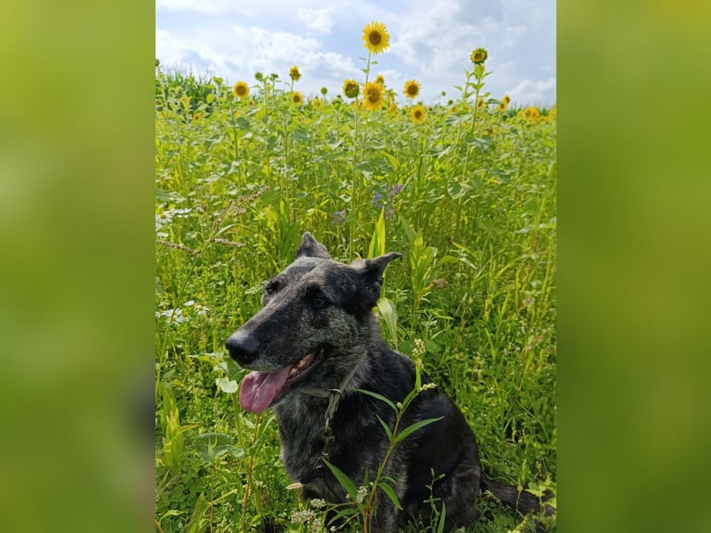 Lady - sanfte Schmusemaus mit großem Herzen