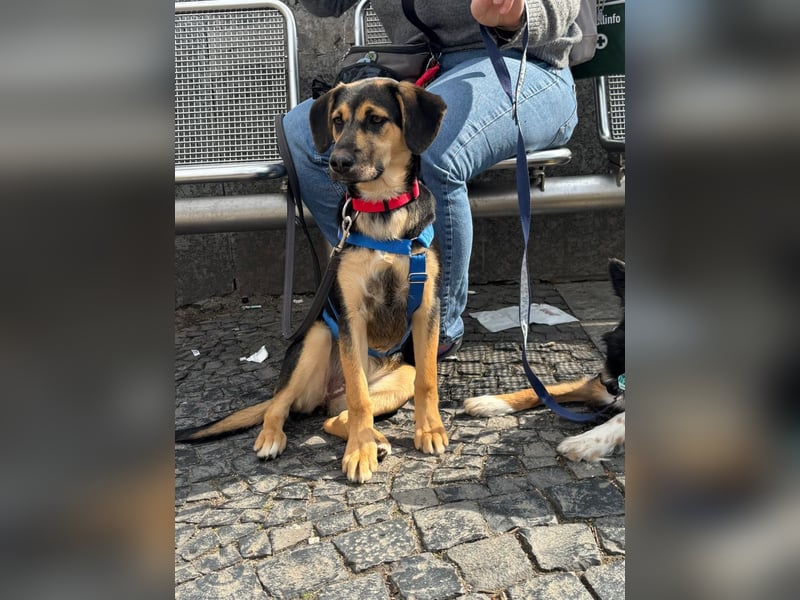 Pflegehündin Hazel wartet in 65462 Ginsheim-Gustavsburg