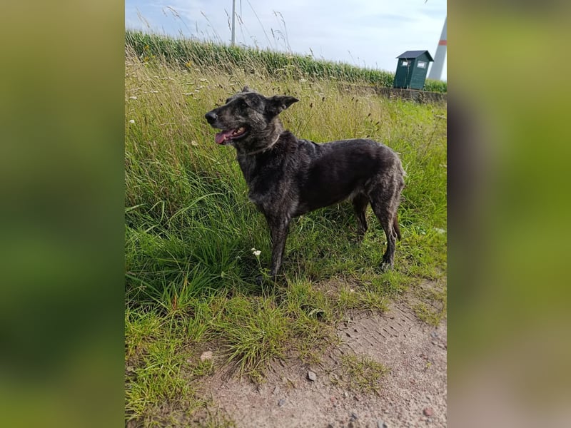 Lady - sanfte Schmusemaus mit großem Herzen