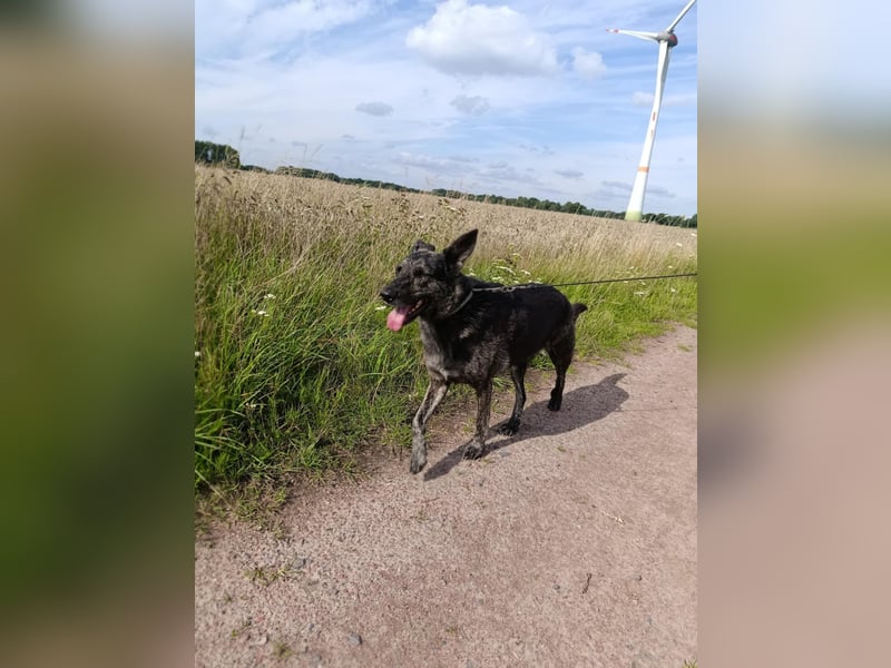 Lady - sanfte Schmusemaus mit großem Herzen