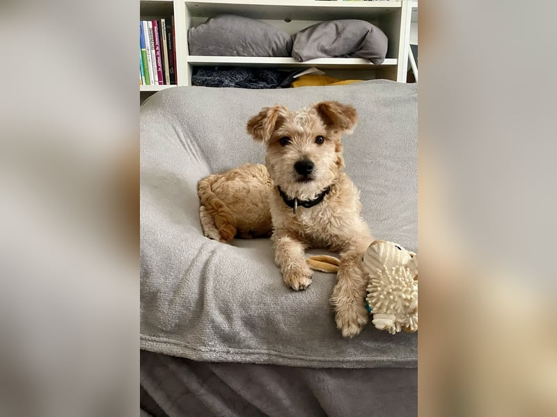 TOFU, anspruchsvoller Charmeur, 11 Monate, 40 cm, Mischling, Tierschutz, Pflegestelle 53125